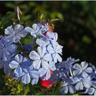 Le plumbago et sa visiteuse