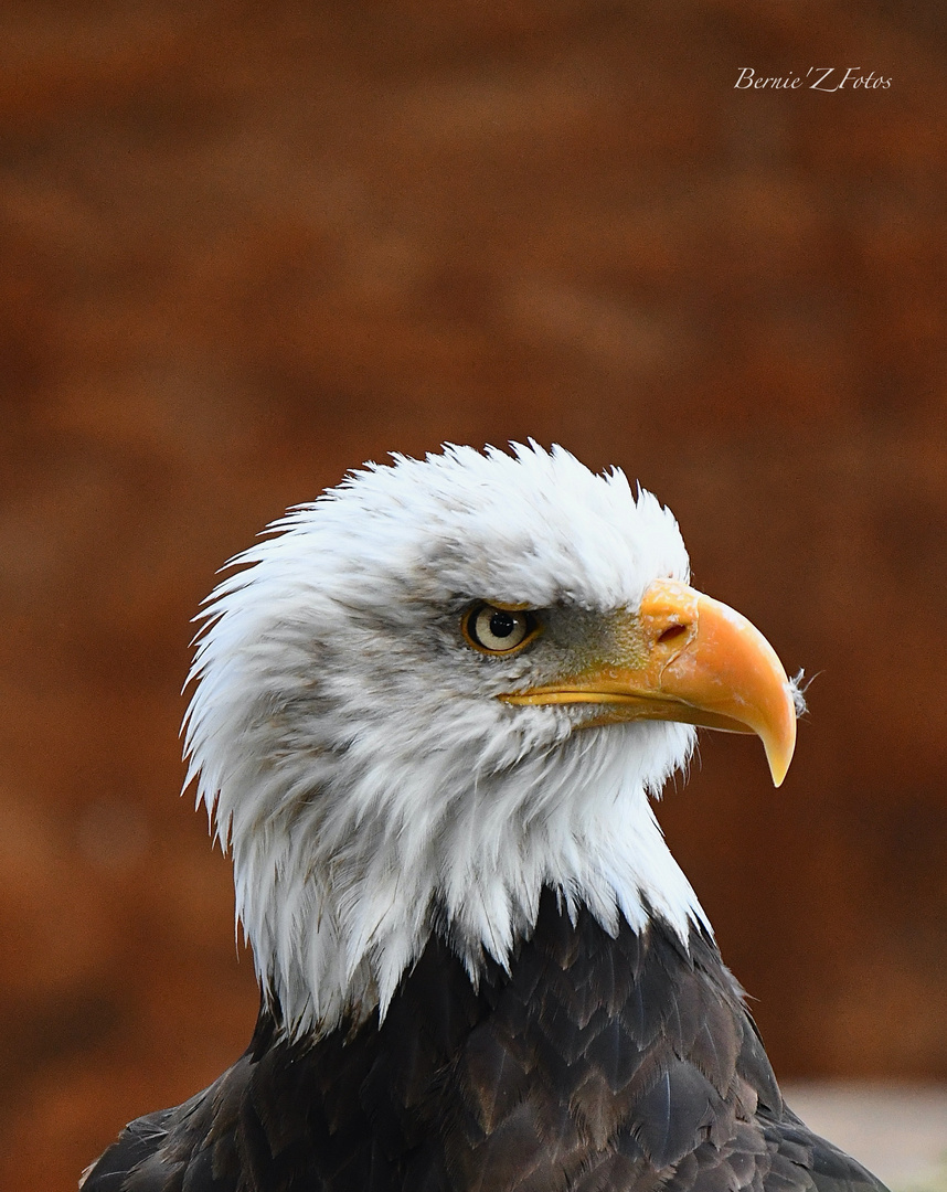 Le plus beau des rapaces