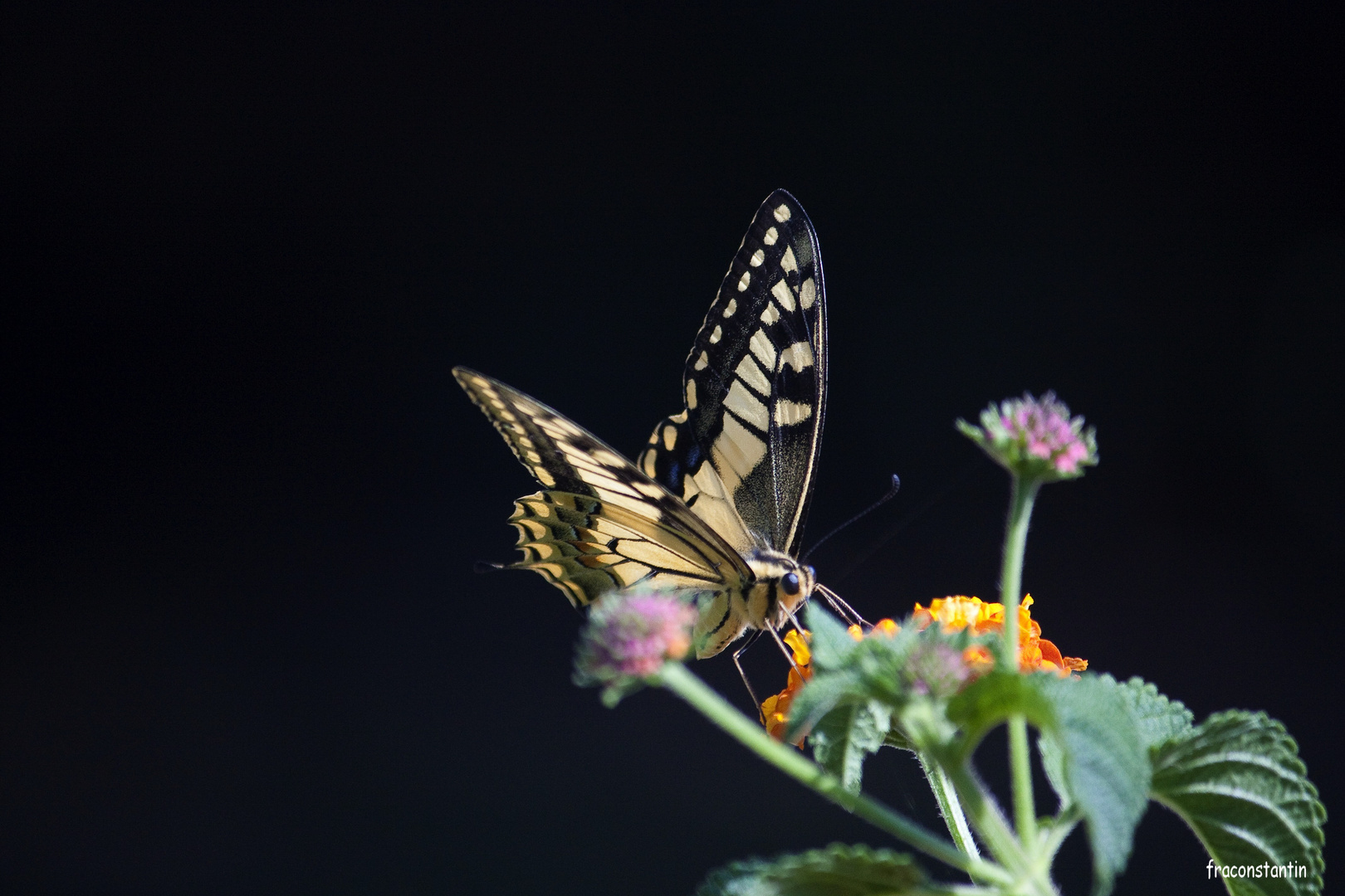 Le plus beau papillon que j'ai pu photographier à Minorque