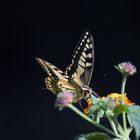 Le plus beau papillon que j'ai pu photographier à Minorque