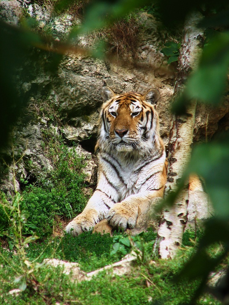 Le plus bel animal du monde.