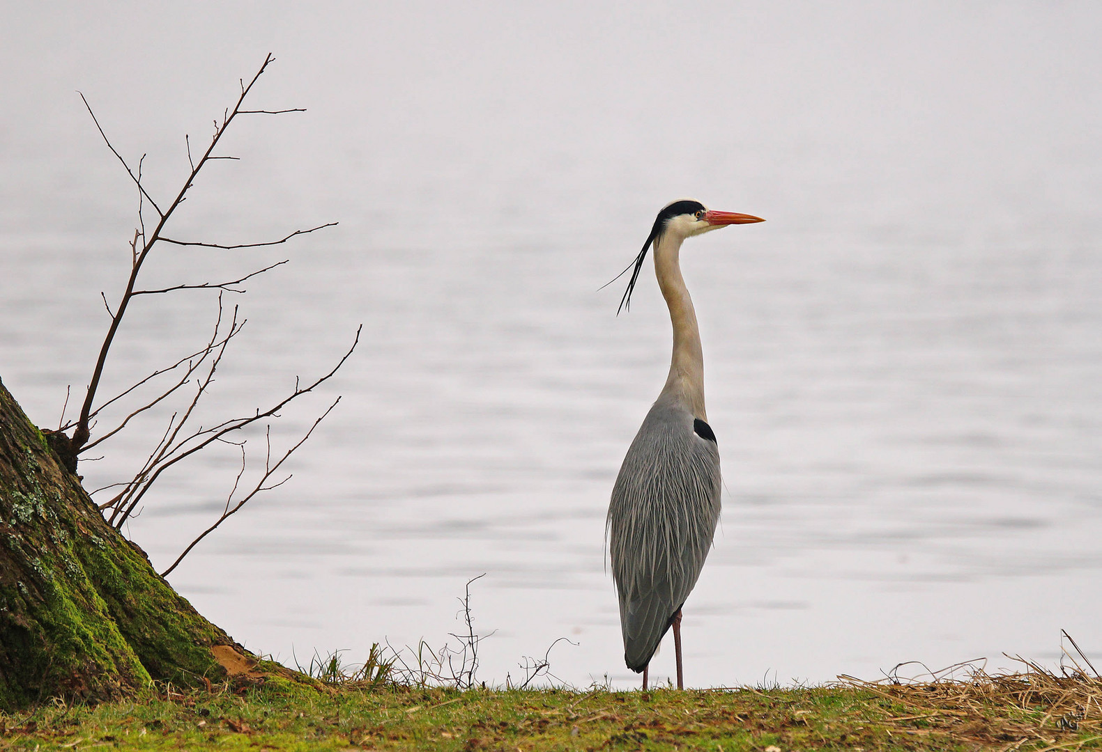 Le plus grand pêcheur du lac !!!!