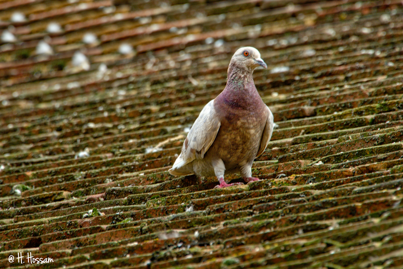 Le plus joli pigeon d'Epernon