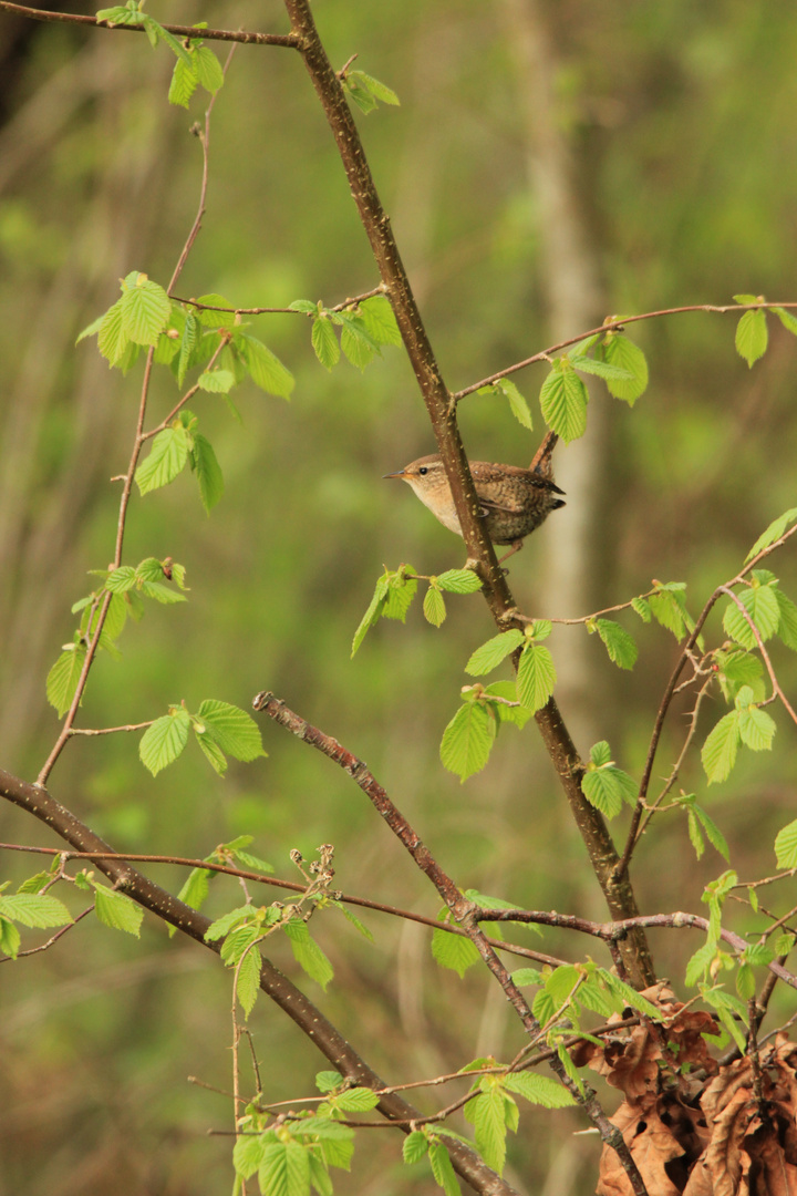 le plus petit des oiseaux de france