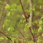 le plus petit des oiseaux de france