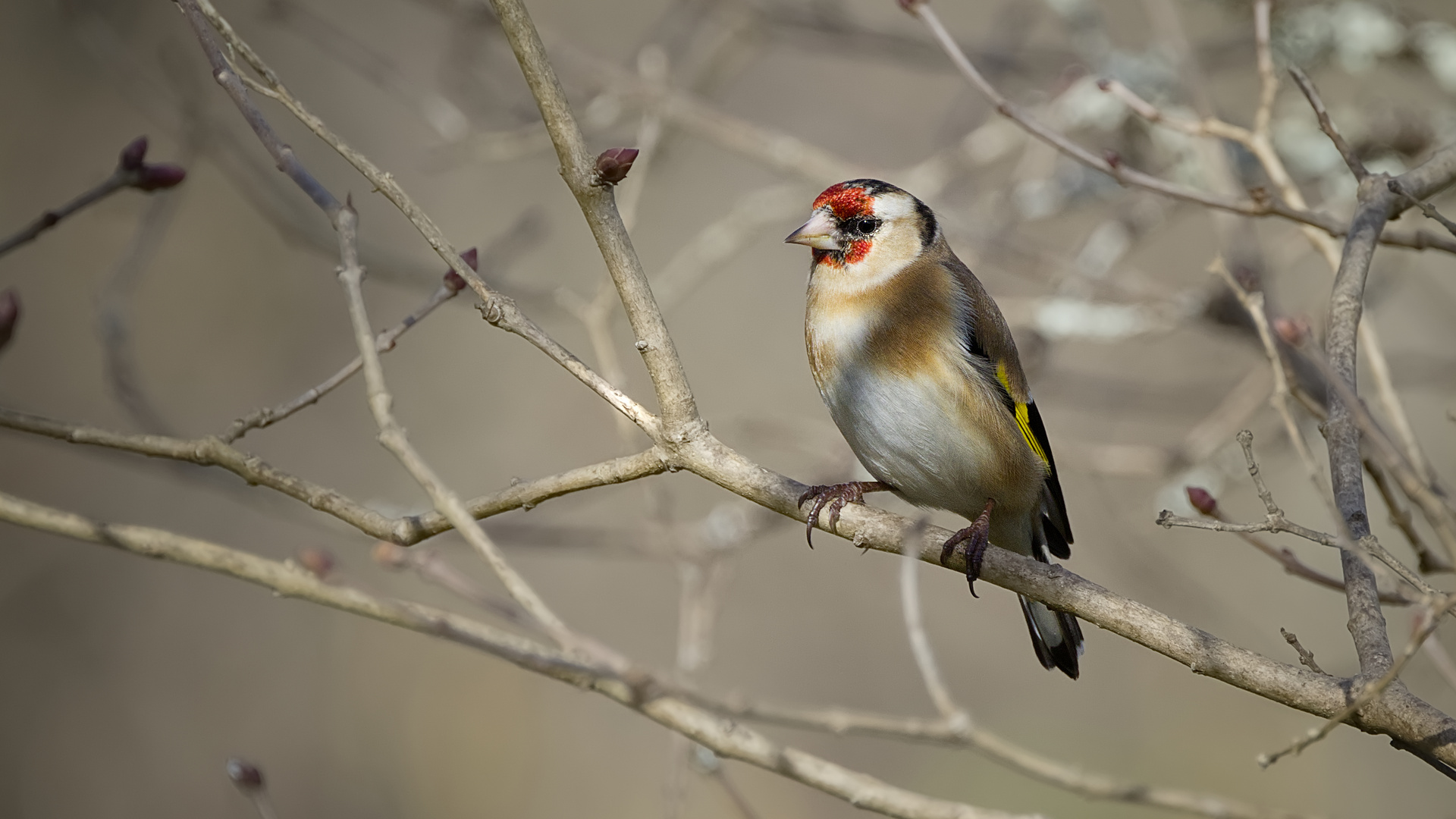 Le plus respecté de mon jardin