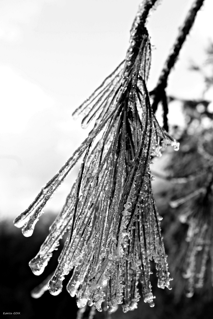 Le poids de la glace