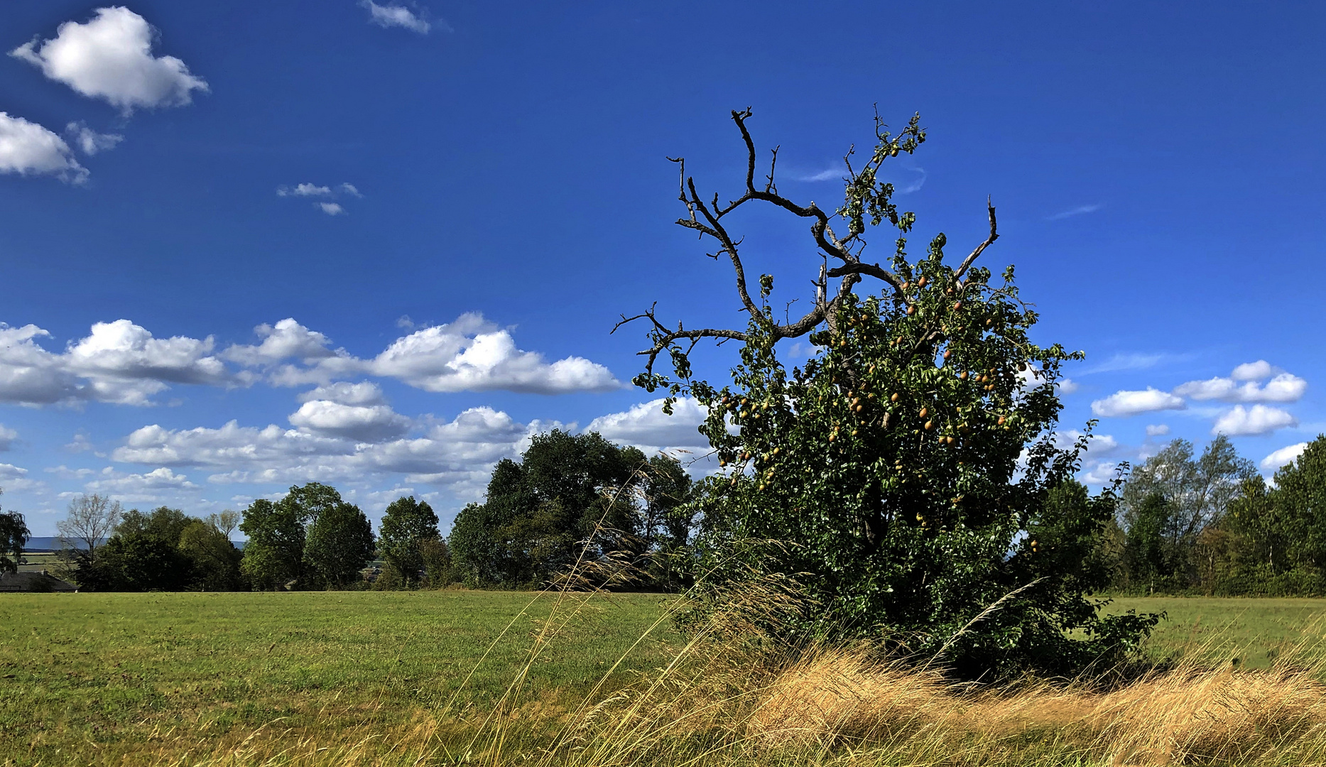 Le poirier et ses fruits d'automne