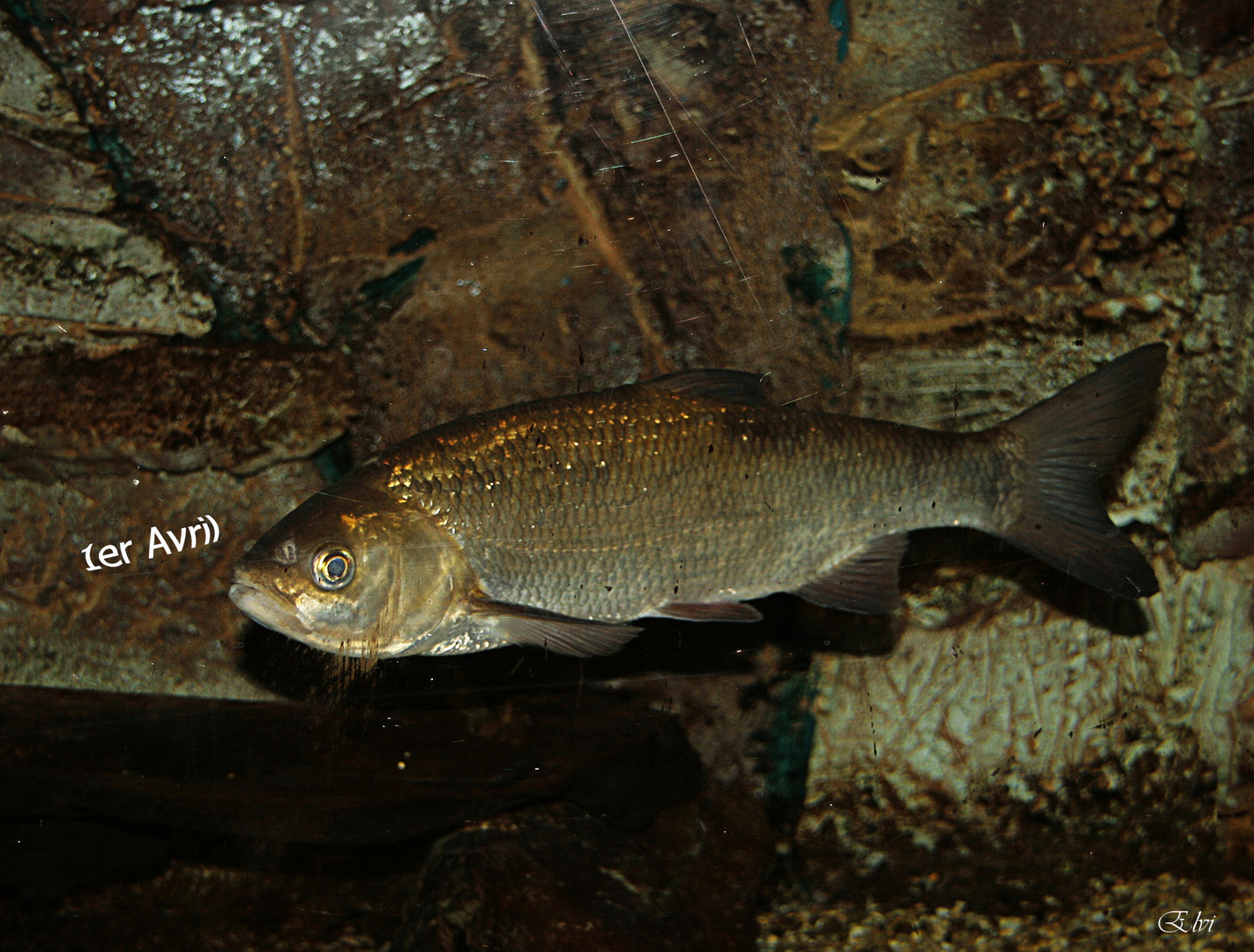 le poisson du 1er