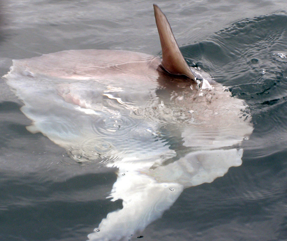 Le poisson lune