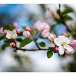 ... Le pommier en fleur dans le jardin ...