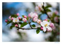 ... Le pommier en fleur dans le jardin ...