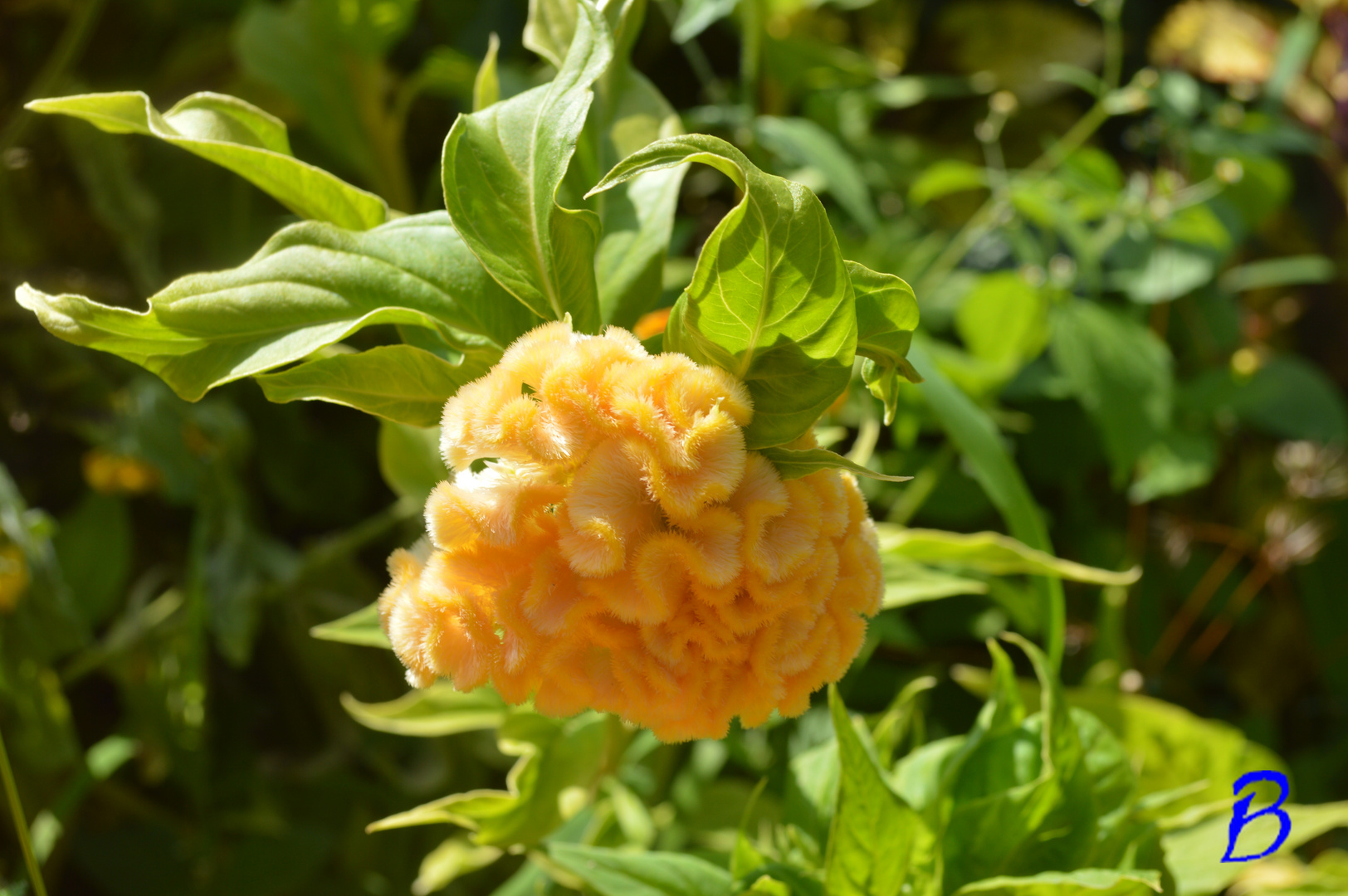 LE POMPON JAUNE