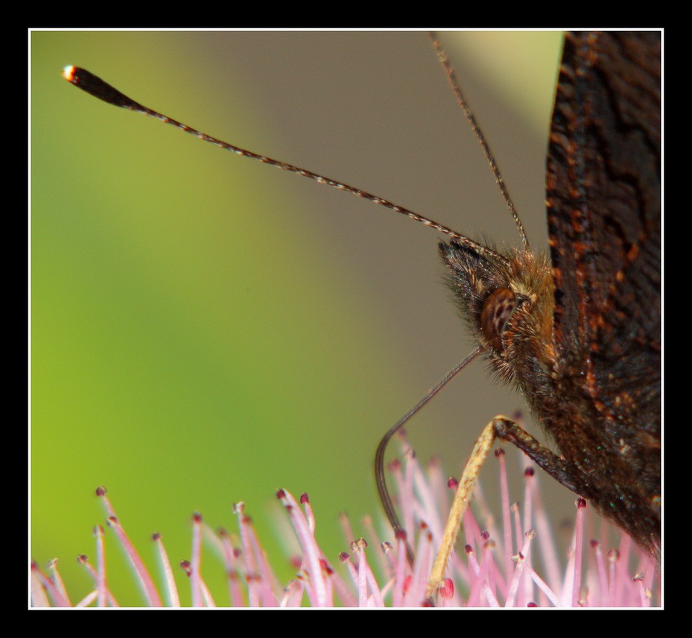 " Le portrait du papillon "