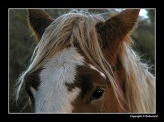 " Le portrait d'une belle blonde hi hi "