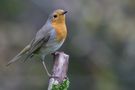 Le poseur du jardin de pickifou 