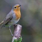 Le poseur du jardin