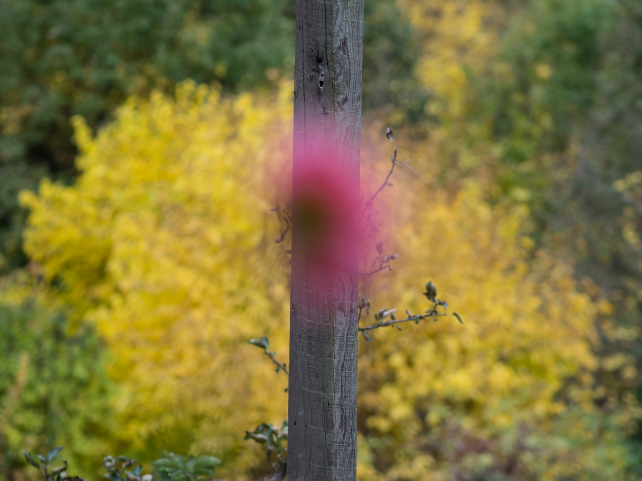 le poteau entre le dahlia et l'arbre jaune