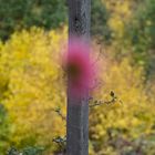 le poteau entre le dahlia et l'arbre jaune