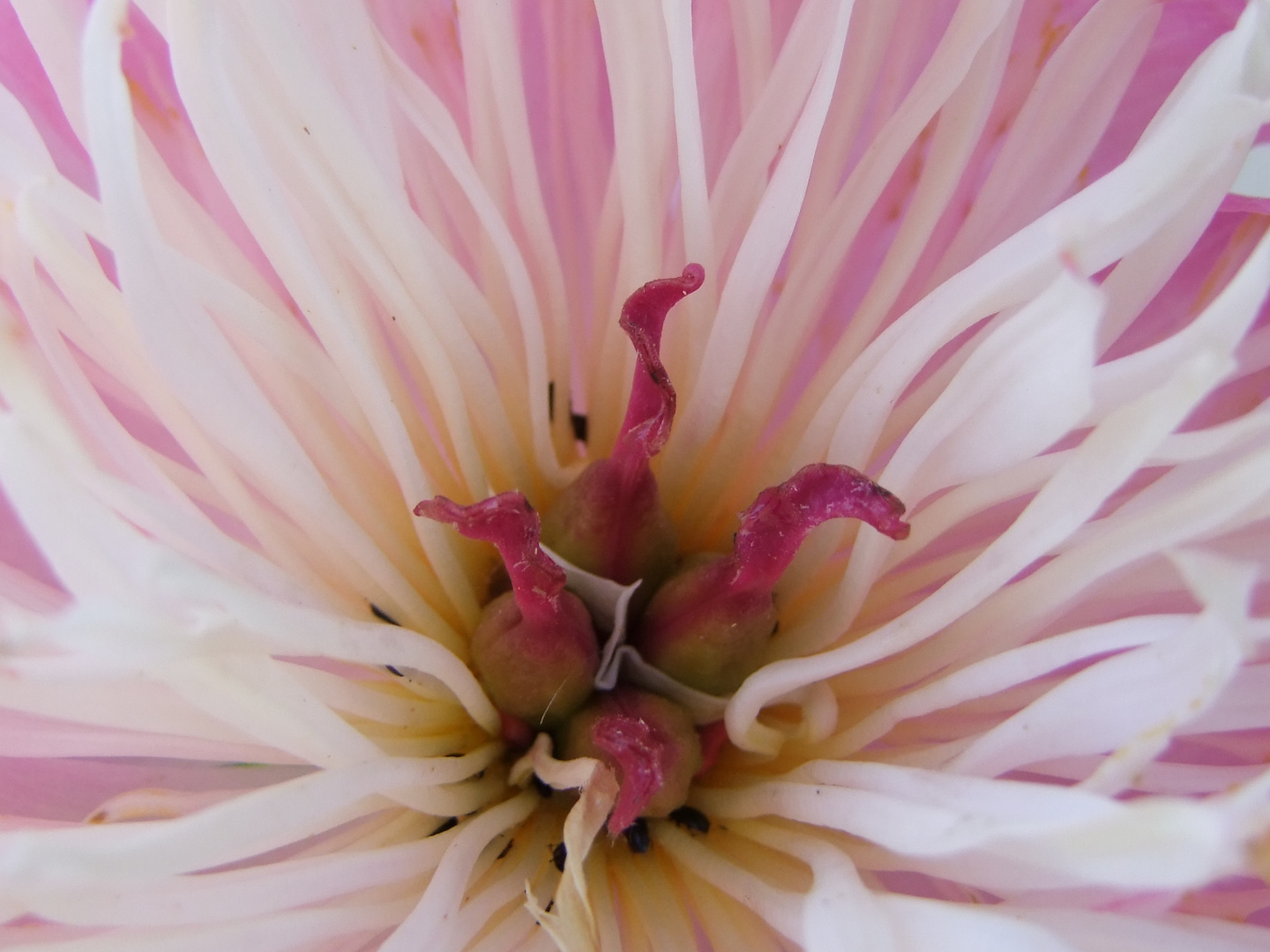 le pouvoir des fleurs