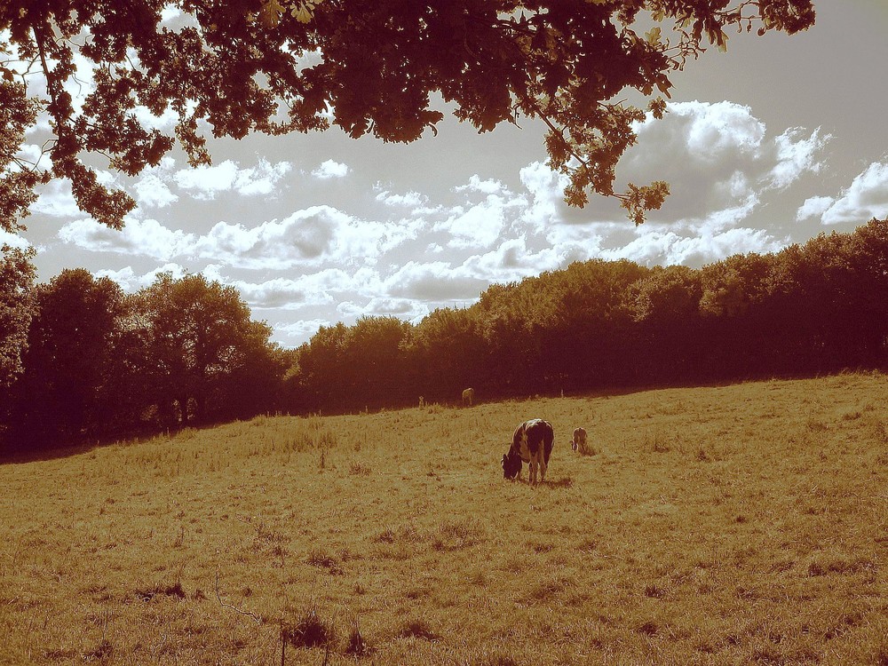 Le pré des vaches