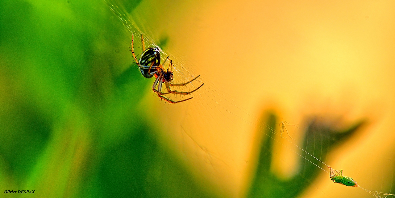 Le prédateur arachnoïde à capturé sa proie et mis dans ses filets ...