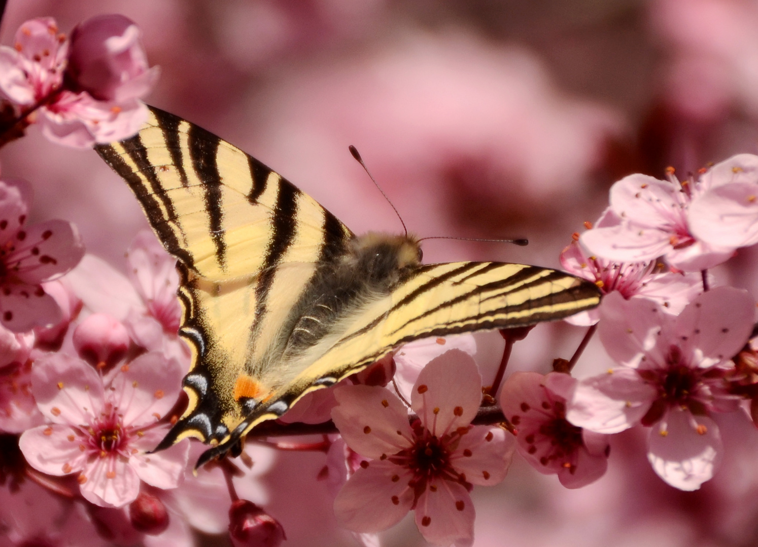 * le premier flambé du printemps * sur un prunus  !!!!!