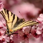 * le premier flambé du printemps * sur un prunus  !!!!!