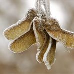 ... le premiér givre -1- !!!...