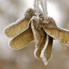 ... le premiér givre -1- !!!...