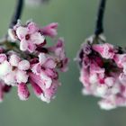 Le premier givre de l'hiver