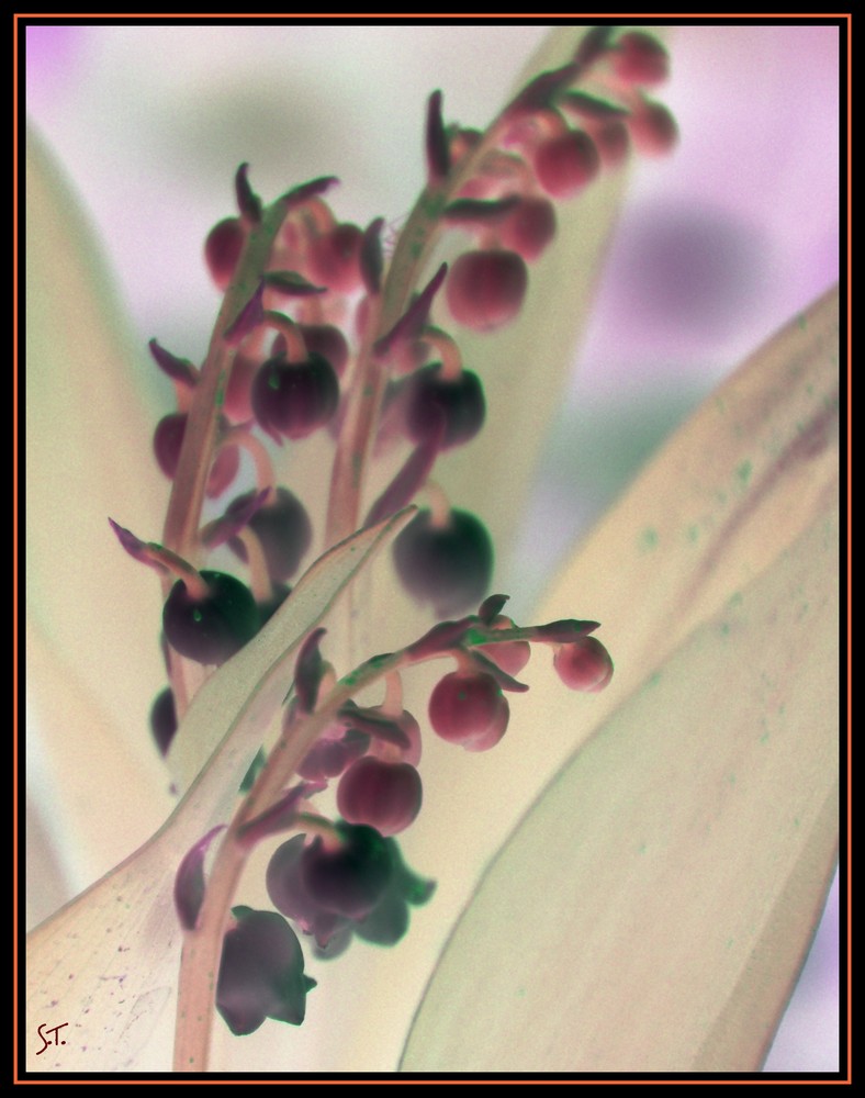 le premier muguet dans mon jardin hier dimanche 13 avril