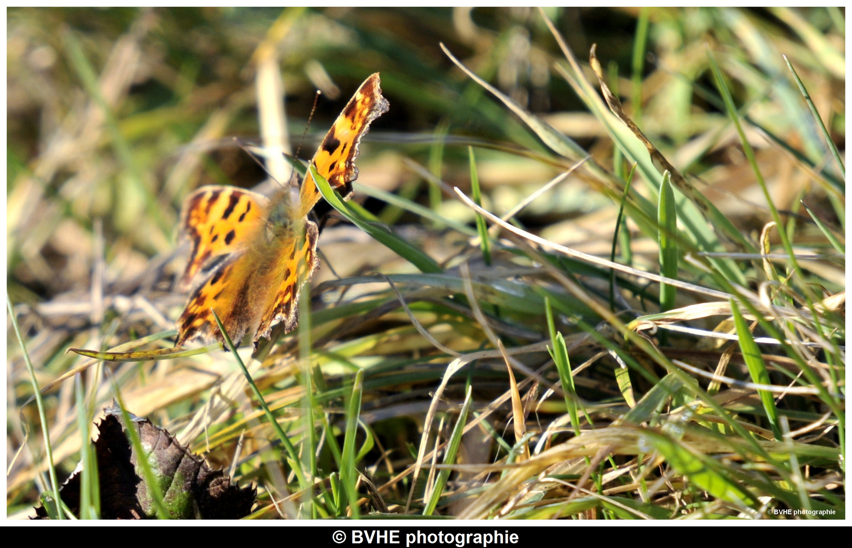 Le premier papillon de l'année 2011