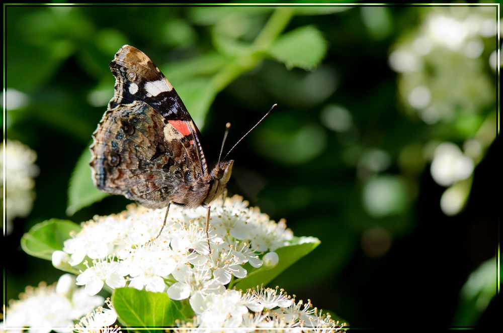 Le premier papillon du printemps