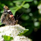 Le premier papillon du printemps