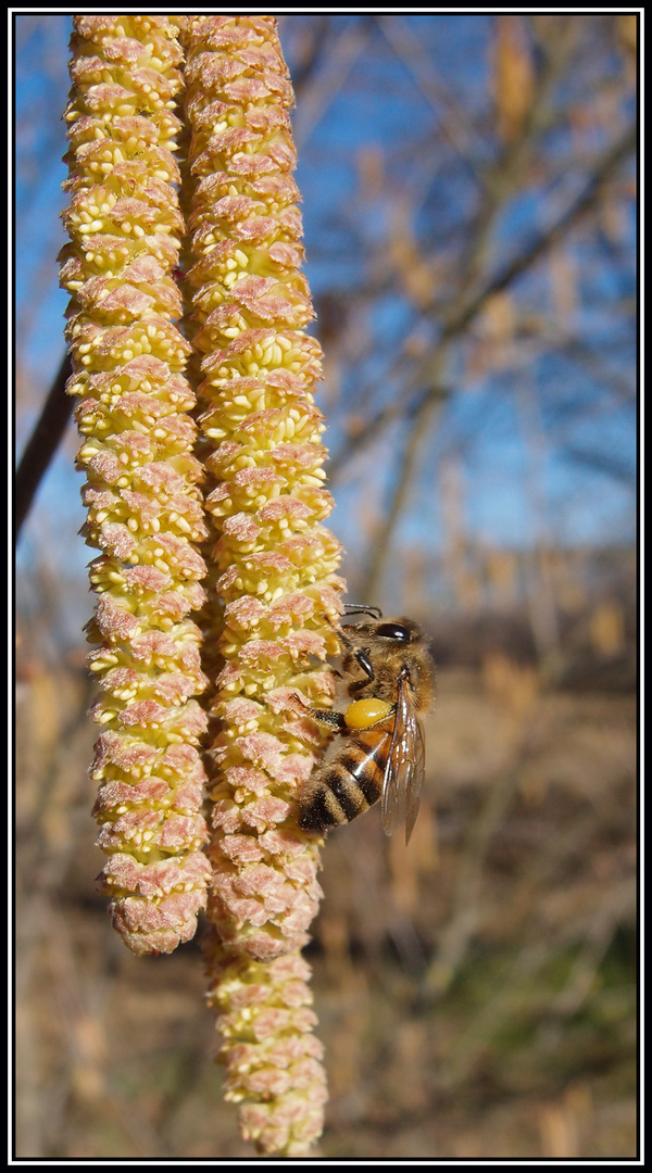 Le premier pollen de l'année