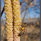 Le premier pollen de l'année