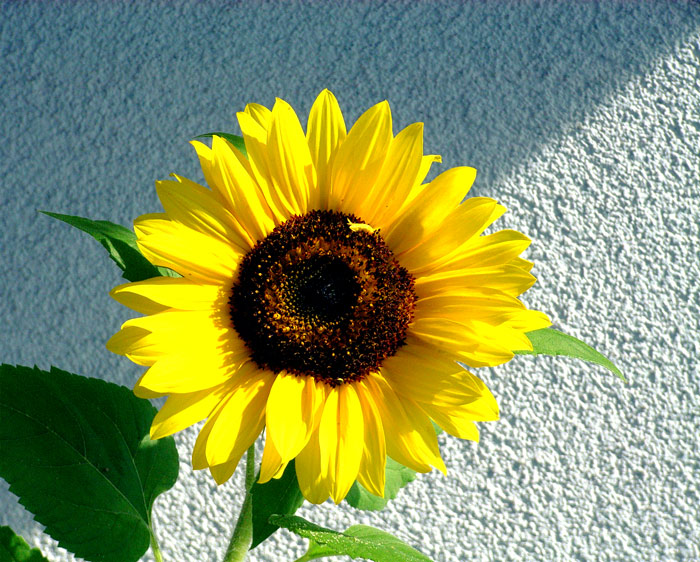 le premier tournesol pour toi