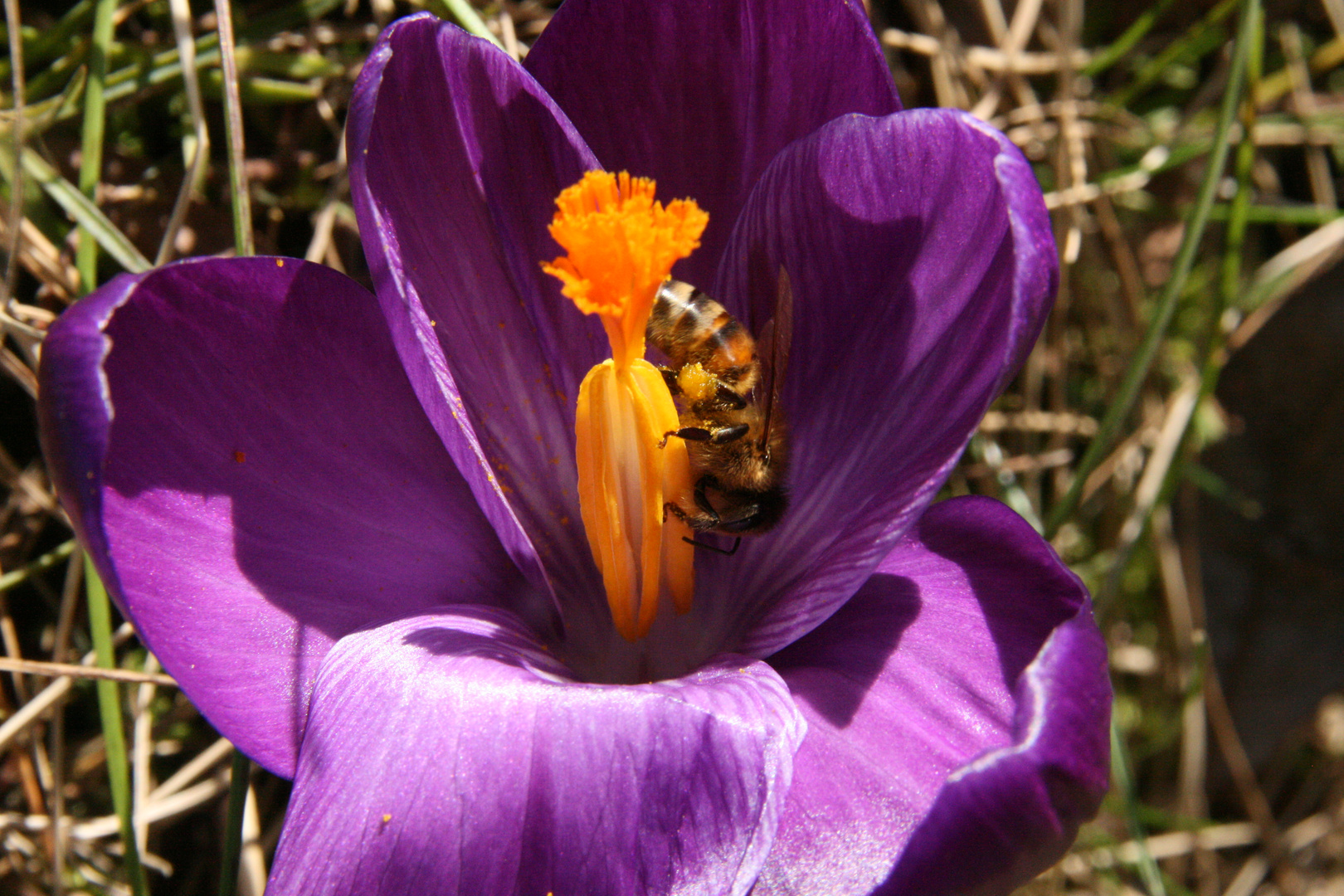 Le premier visiteur du printemps