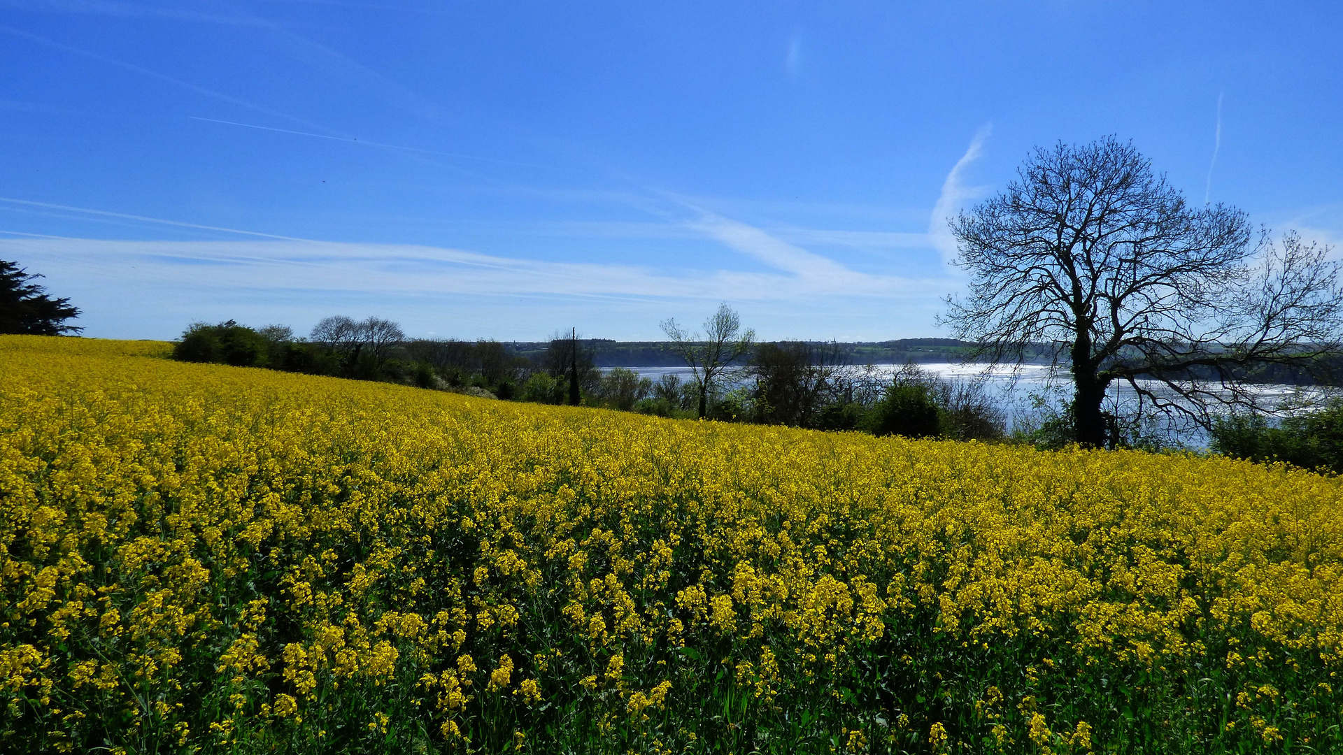 Le printemps