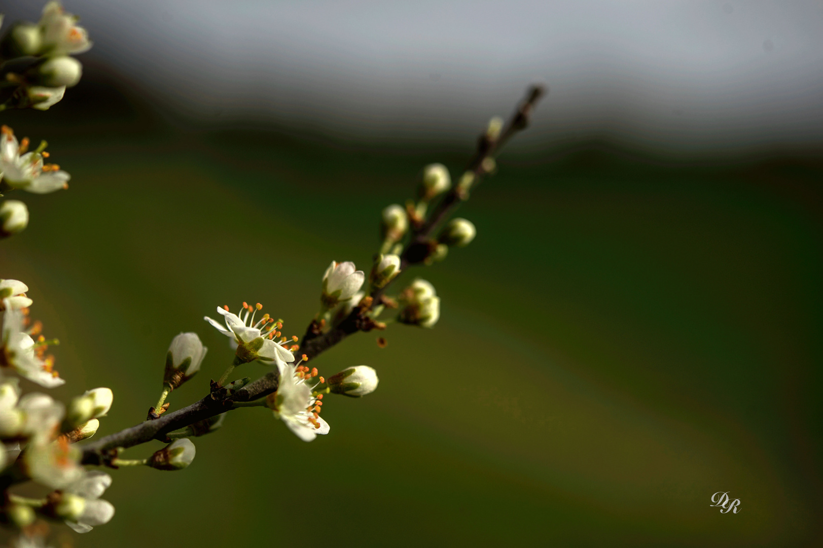 le printemps