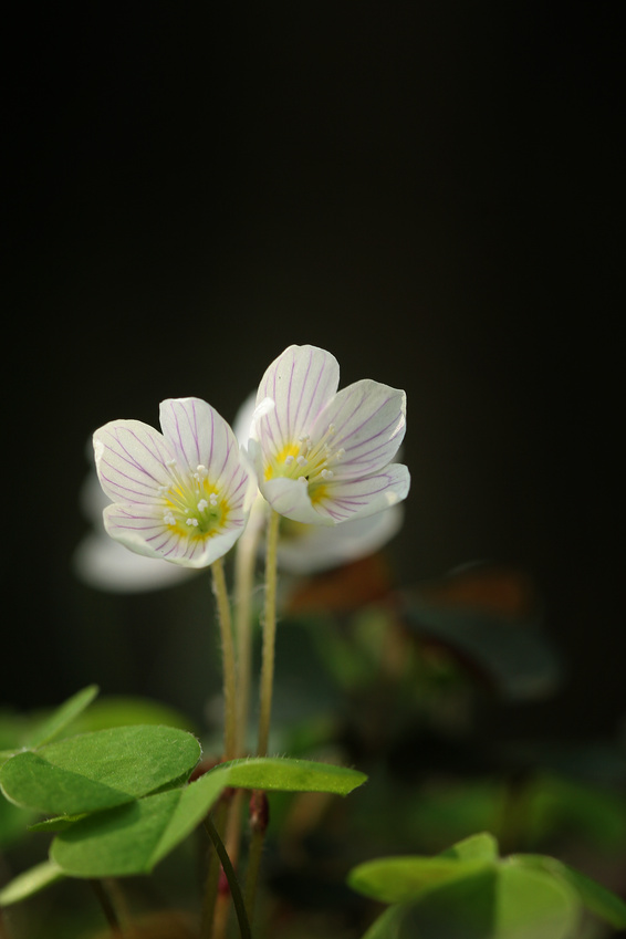 Le Printemps