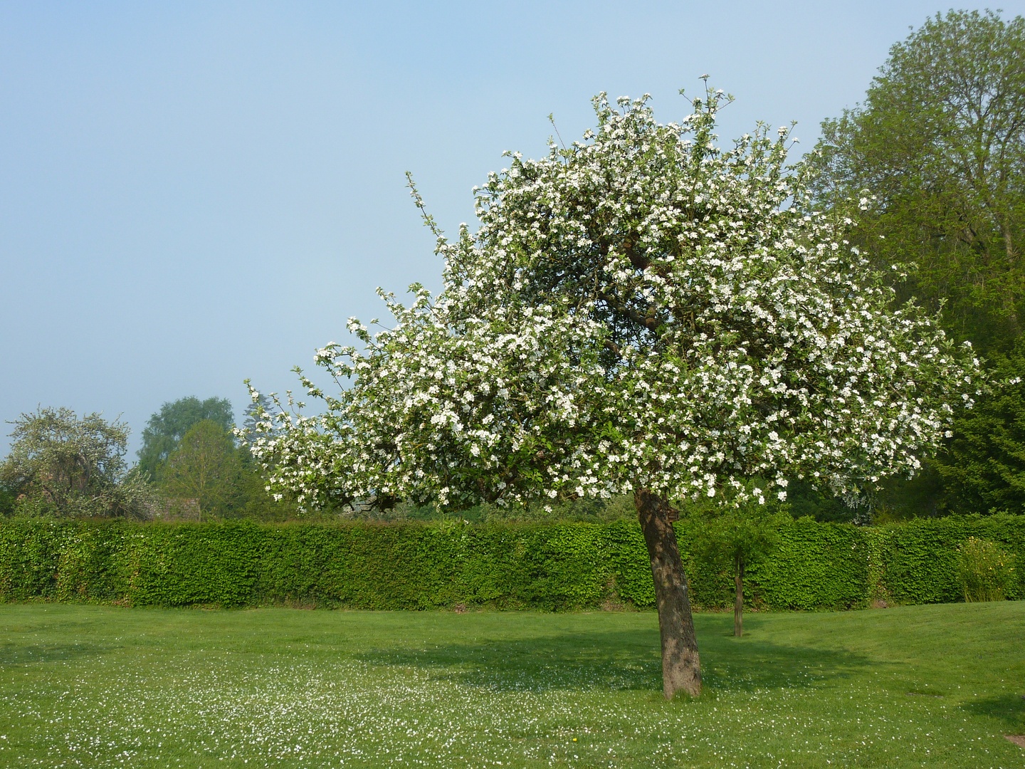 Le printemps