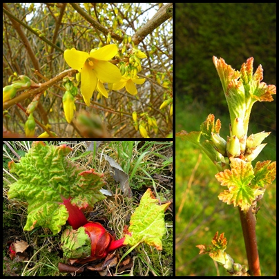 Le printemps 2009 est arrivé ce matin dans le jardin.