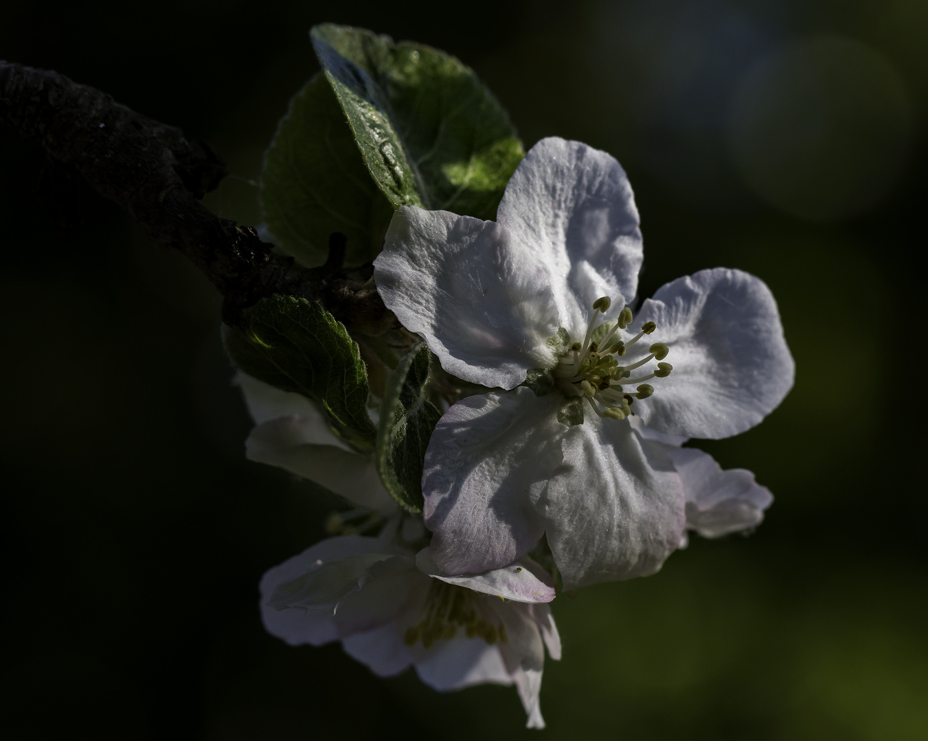 Le printemps 