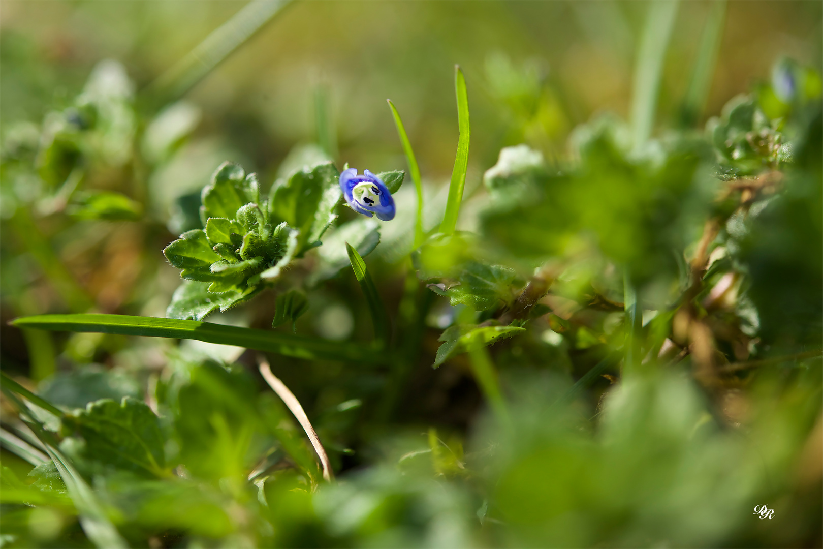 Le Printemps