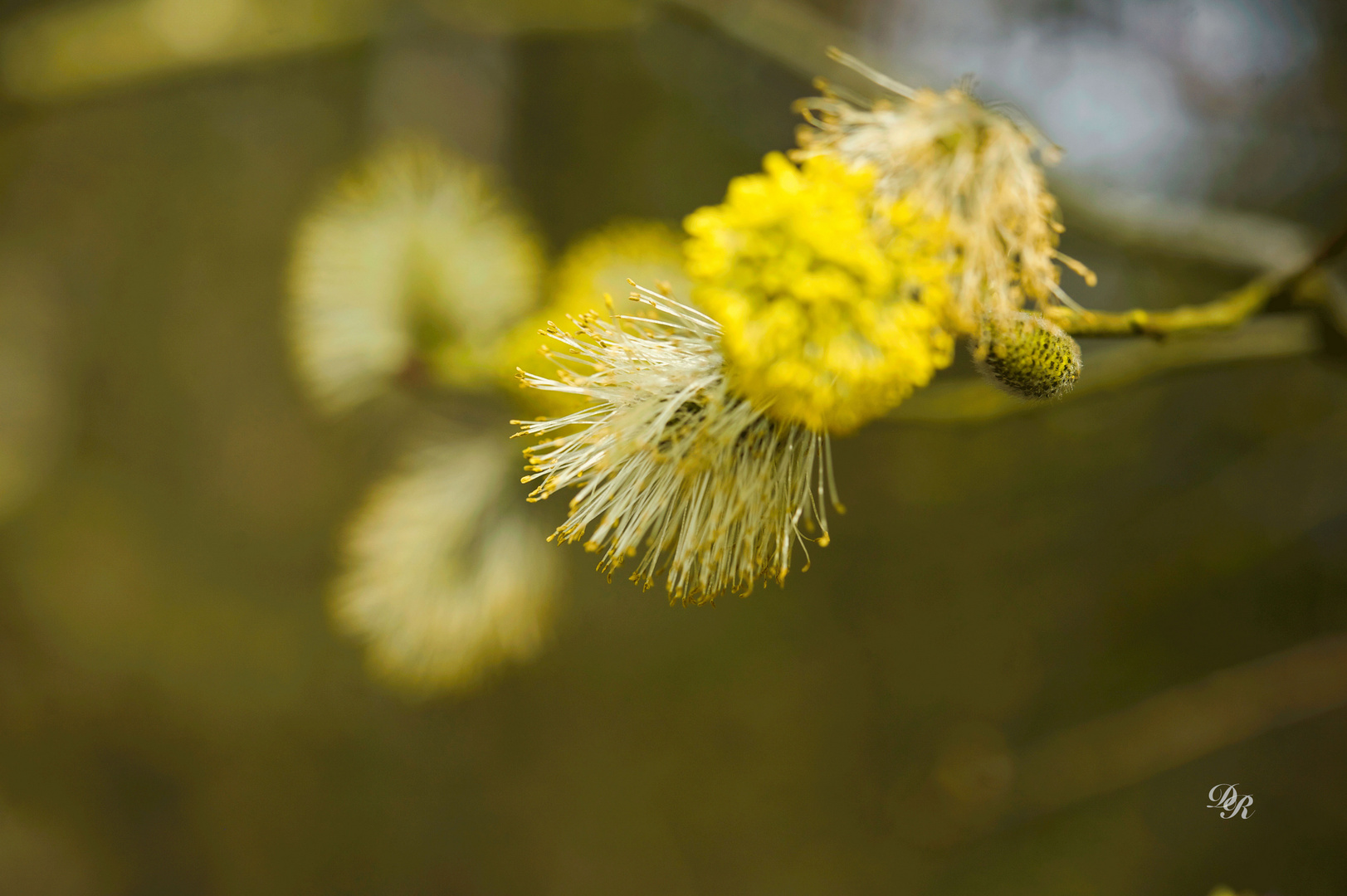 le printemps