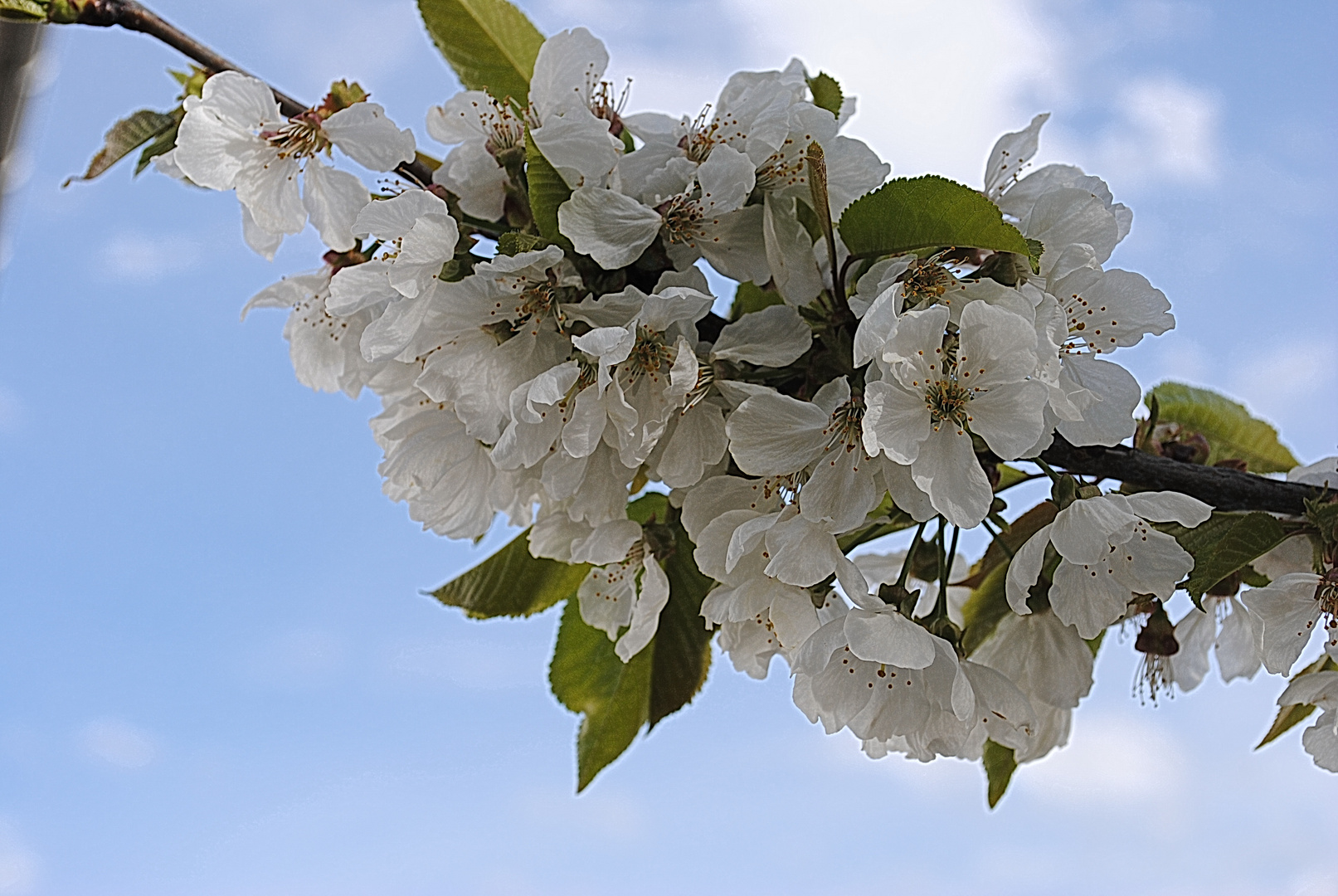 le printemps