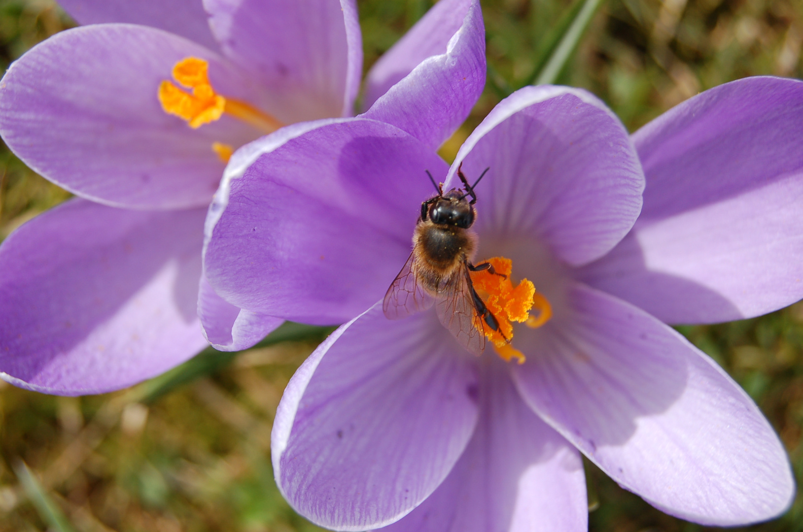 Le printemps