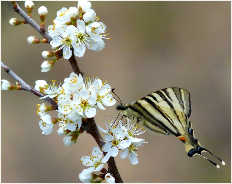 * le printemps *